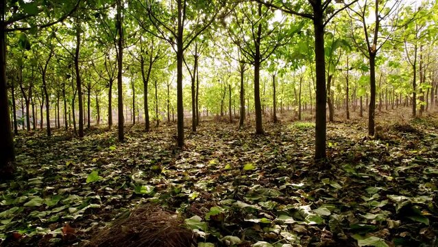 Fly a drone in the forest of Paulownia tree with leaves on the ground in a sunny day