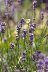 Summer background with blossom of lavander. Butterfly in purple flowers of lavandula