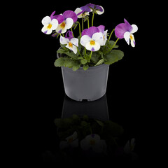 Flowers in pots isolated on dark background with clipping path