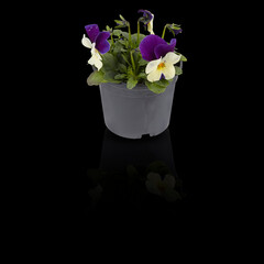 Flowers in pots isolated on dark background with clipping path