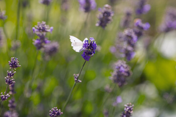 Summer background with blossom of lavander. Butterfly in purple flowers of lavandula