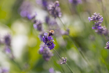 Bee on Lavender flowers. Lavender blooms. Aromatic herbs and medicinal plants in the garden. Floral background.