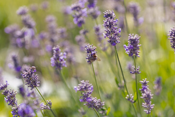 Lavander flower summer background. Bee on flower of lavander or lavandula