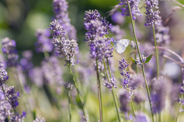 Summer background with Lavander flowers. Butterfly on purple flowers of lavandula
