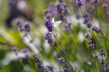 Lavander (lavandula angustifolia)background with white butterfly on flower. 