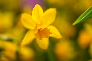 Yellow spring flowers daffodils. selective focus