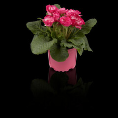 Flowers in pots isolated on dark background with clipping path