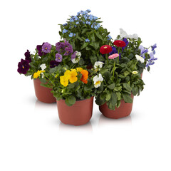 Flowers in pots isolated on white background with clipping path