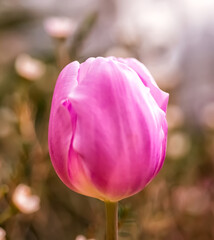 Opened pink tulip . Macro flower. natural flower background