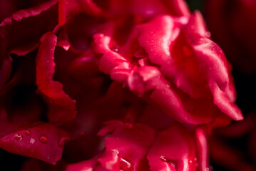 Opened pink tulip . Macro flower. natural flower background