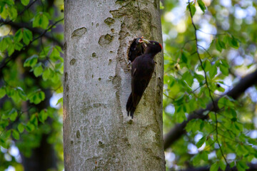 The black woodpecker, Dryocopus martius