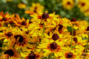 Rudbeckia flowers blooming in autumn. Big orange and yellow daisies Rudbeckia in garden