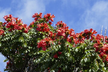 Red tulip trees