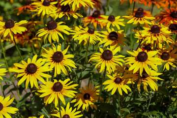 Black-eyed Susan (Rudbeckia hirta). North American flowering plant native to Eastern and Central North America