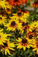 Rudbeckia flowers blooming in autumn. Big orange and yellow daisies Rudbeckia in garden