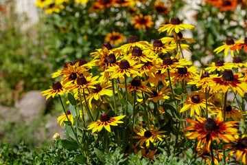 Rudbeckia in the garden. Orange and yellow gardens daisies (rudbeckia) flower.