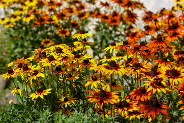 Rudbeckia flowers blooming in autumn. Big orange and yellow daisies Rudbeckia in garden