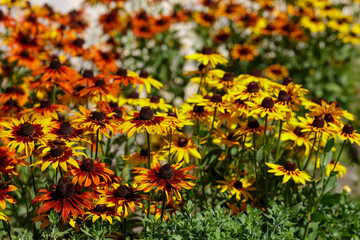 Rudbeckia flowers blooming in autumn. Big orange and yellow daisies Rudbeckia in garden