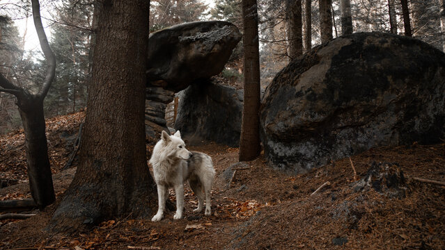 wolf in the woods dramatic cinematic panoramic picture with wild predator animal posing in deep forest rocky picturesque and severe Nordic environment space with winter cold sun light