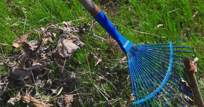 Cleaning Dry fallen Leaves with a Rake in Spring. Human concern for the Environment. Nature in the season of the year. People work outdoors. Garden tools. Seasonal work. Slow motion. 