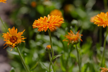 Marigold medicinal , or calendula officinalis ( lat.  Calendula officinalis ) is a herbaceous plant