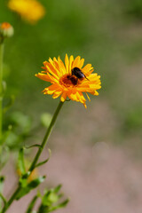 Bee on orange calendula flowers. Blooming calendula in a garden. Calendula is a popular medicinal plant.