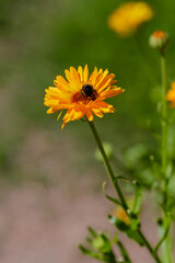 Bee on orange calendula flowers. Blooming calendula in a garden. Calendula is a popular medicinal plant.