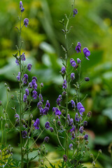 Aconite (Borets or Fighter) in bloom in garden. Aconitum is a genus of poisonous perennial herbaceous plants of the buttercup family