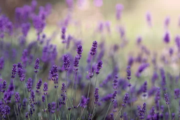 Foto op Canvas Background of Lavandula angustifolia or Lavandula, or lavender pigweed , or lavender spikelet © Flower_Garden