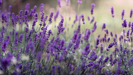 Background of Lavandula angustifolia or Lavandula, or lavender pigweed , or lavender spikelet
