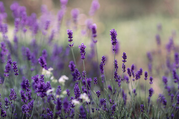  Background of Lavandula angustifolia or Lavandula, or lavender pigweed , or lavender spikelet 