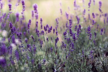Fototapeta premium Background of Lavandula angustifolia or Lavandula, or lavender pigweed , or lavender spikelet