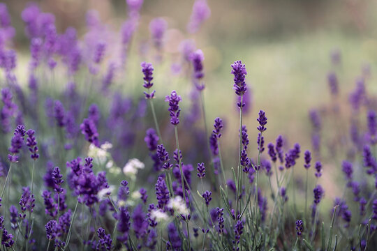  Background of Lavandula angustifolia or Lavandula, or lavender pigweed , or lavender spikelet © Flower_Garden