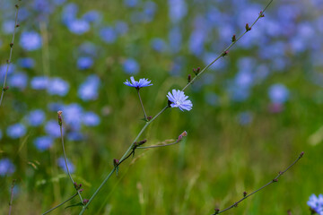 Common chicory ( lat. Cichorium intybus ) in natural background. Blue flowers of chicory in green grass