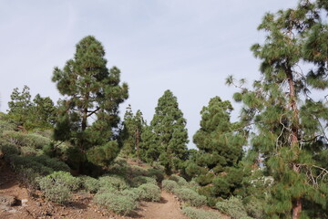 Kiefernwald bei Arucas auf Gran Canaria