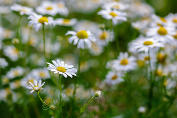  Pharmacy chamomile, or medicinal chamomile, or stripped chamomile