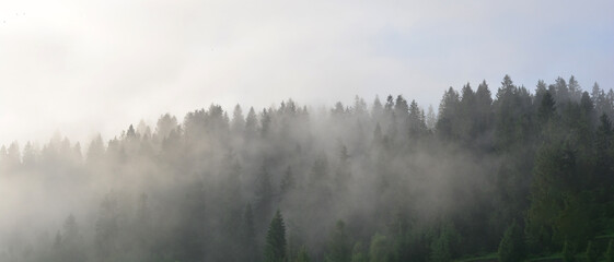 Foggy mountain landscape with fir forest.