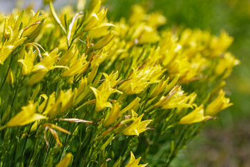 Daylily yellow , or yellow lily , or krasodnev ( Latin Hemerocallis) in bloom