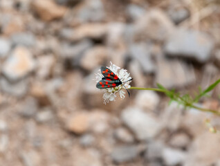 Gemeines Blutströpfchen Schmetterling auf Blume