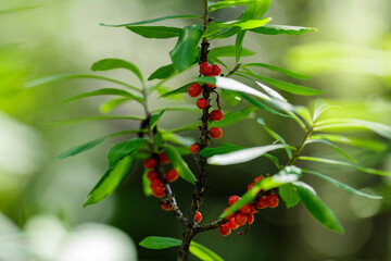 Daphne Mezereum or Daphne fatal or Volchnik ordinary or Wolf bast or Wolfberry , or Plohovets or...