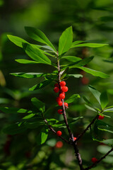 Daphne Mezereum or Daphne fatal or Volchnik ordinary or Wolf bast or Wolfberry , or Plohovets or...