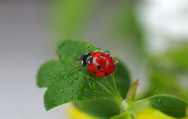 Ladybug crawls on a green leaf