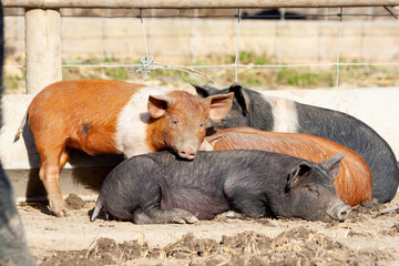 Four little piglets of various colours snuggle together for a snooze in the sunshine, a happy pile...