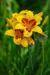 Hemerocallis , or day-lily in natural background. Beautiful flower of Hemerocallis close up