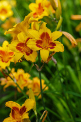 Fototapeta premium Yellow flowers of Hemerocallis, Day lily flowers. Blooming yellow lilies. Floral background.
