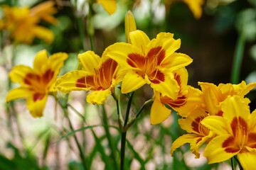 Obraz na płótnie Canvas Hemerocallis , or day-lily in natural background. Beautiful flower of Hemerocallis close up
