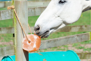 Close up shot of grey horse licking  a salt and vitamin lick hanging from fence outdoors on a summers day, tasty and healthy and great for the horse. - obrazy, fototapety, plakaty