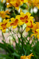 Beautiful yellow flower of Hemerocallis close up. Hemerocallis , or day-lily in natural background.
