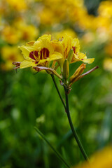 Hemerocallis , or day-lily yellow flowers in summer garden