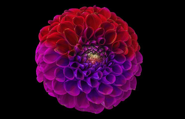 Bright dahlia flower on a black background. Close-up. Nature.